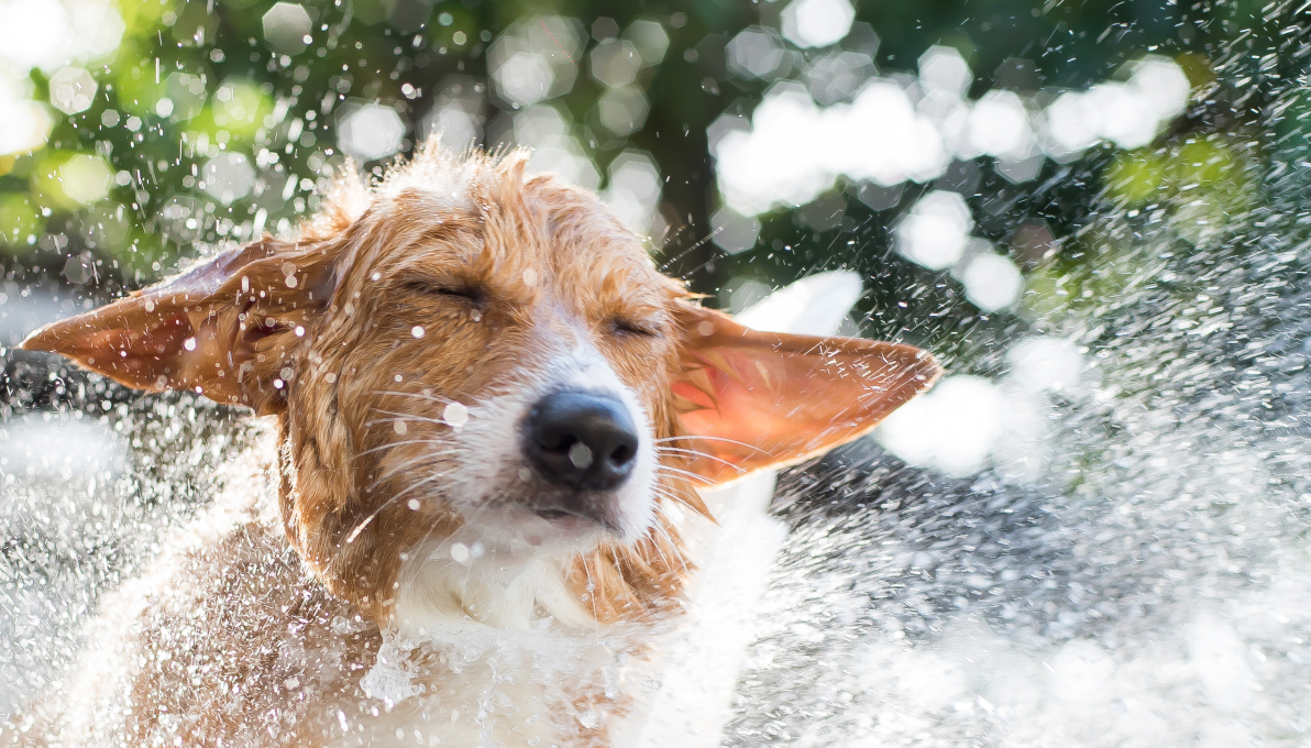 Dog wash bay